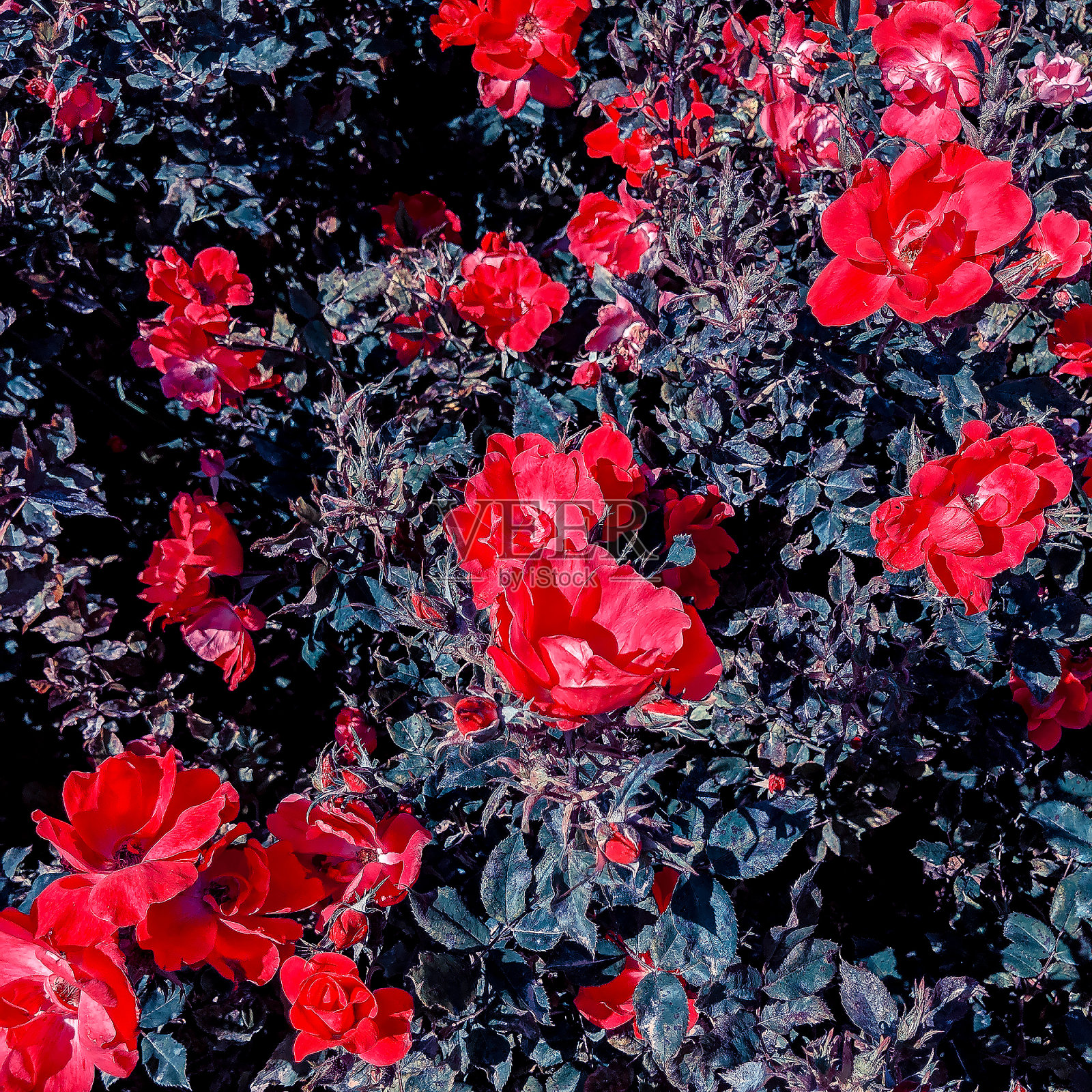 红玫瑰开花。植物爱好者概念艺术照片摄影图片