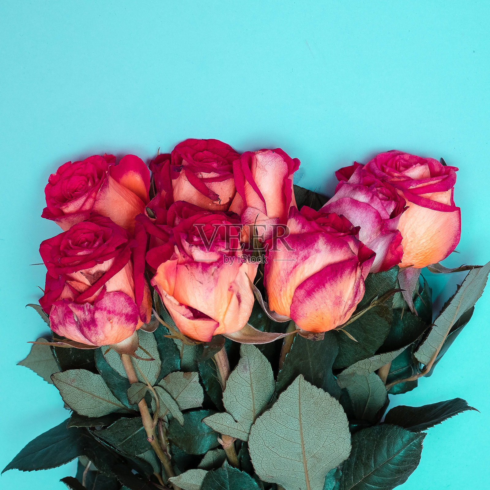 蓝色背景下的玫瑰花束。平躺照片摄影图片
