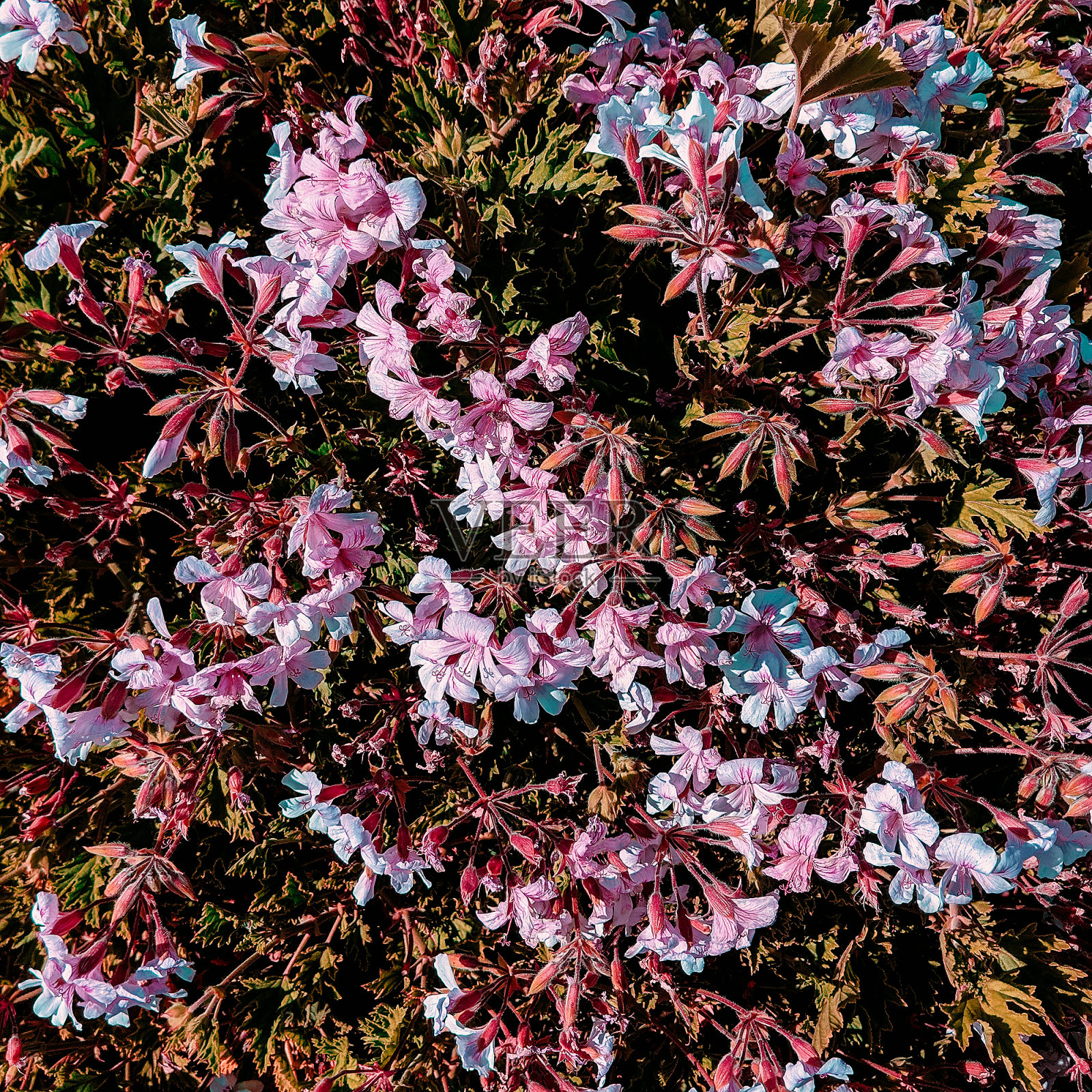 美丽的花朵背景。植物爱好者时尚理念照片摄影图片