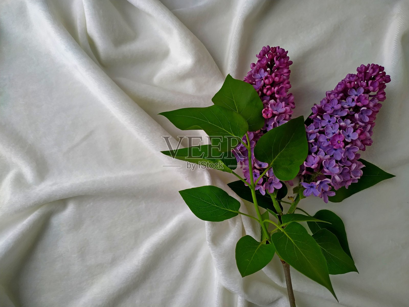 白色天鹅绒织物上的丁香枝照片摄影图片