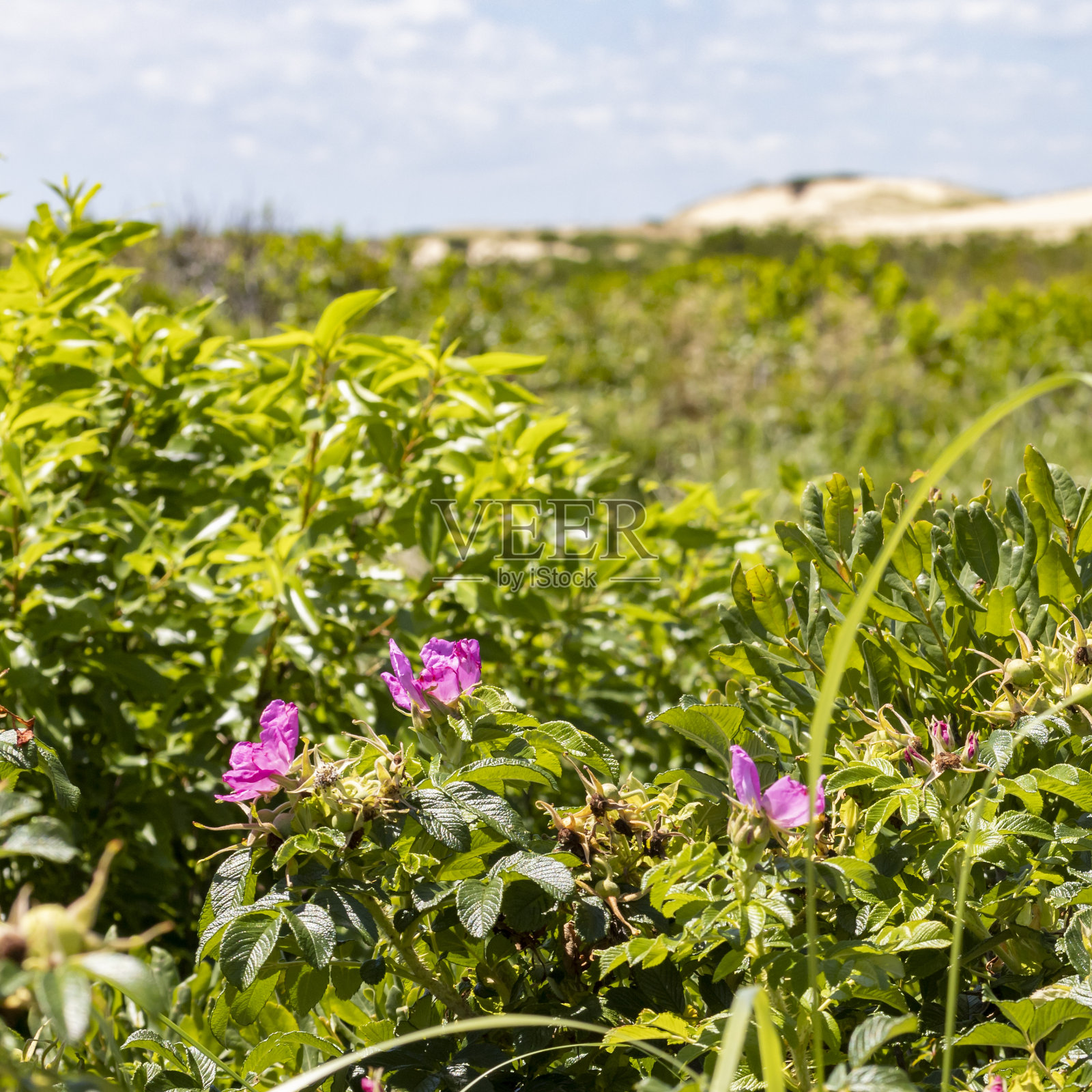 科德角海滩玫瑰照片摄影图片