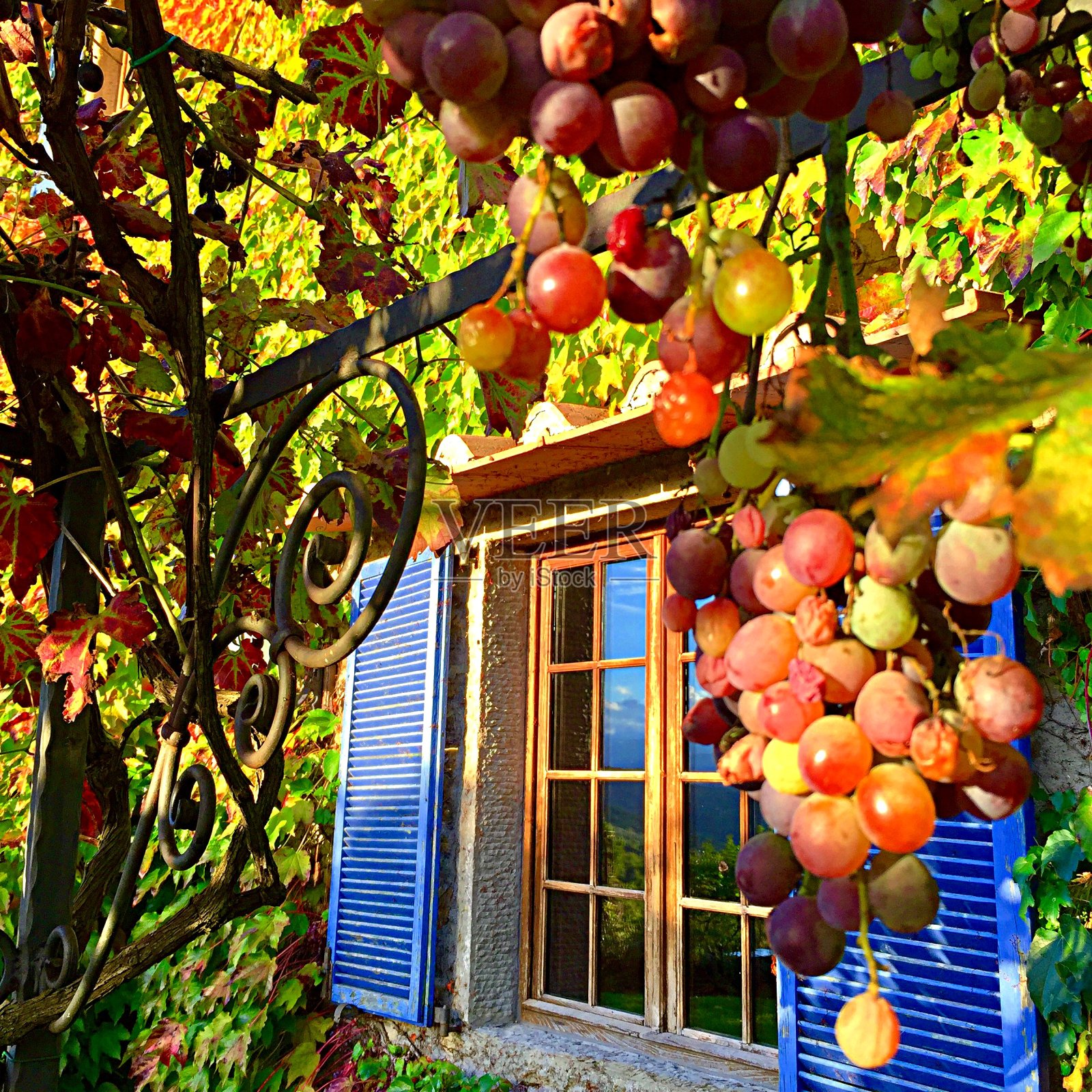 葡萄藤上的新鲜葡萄照片摄影图片
