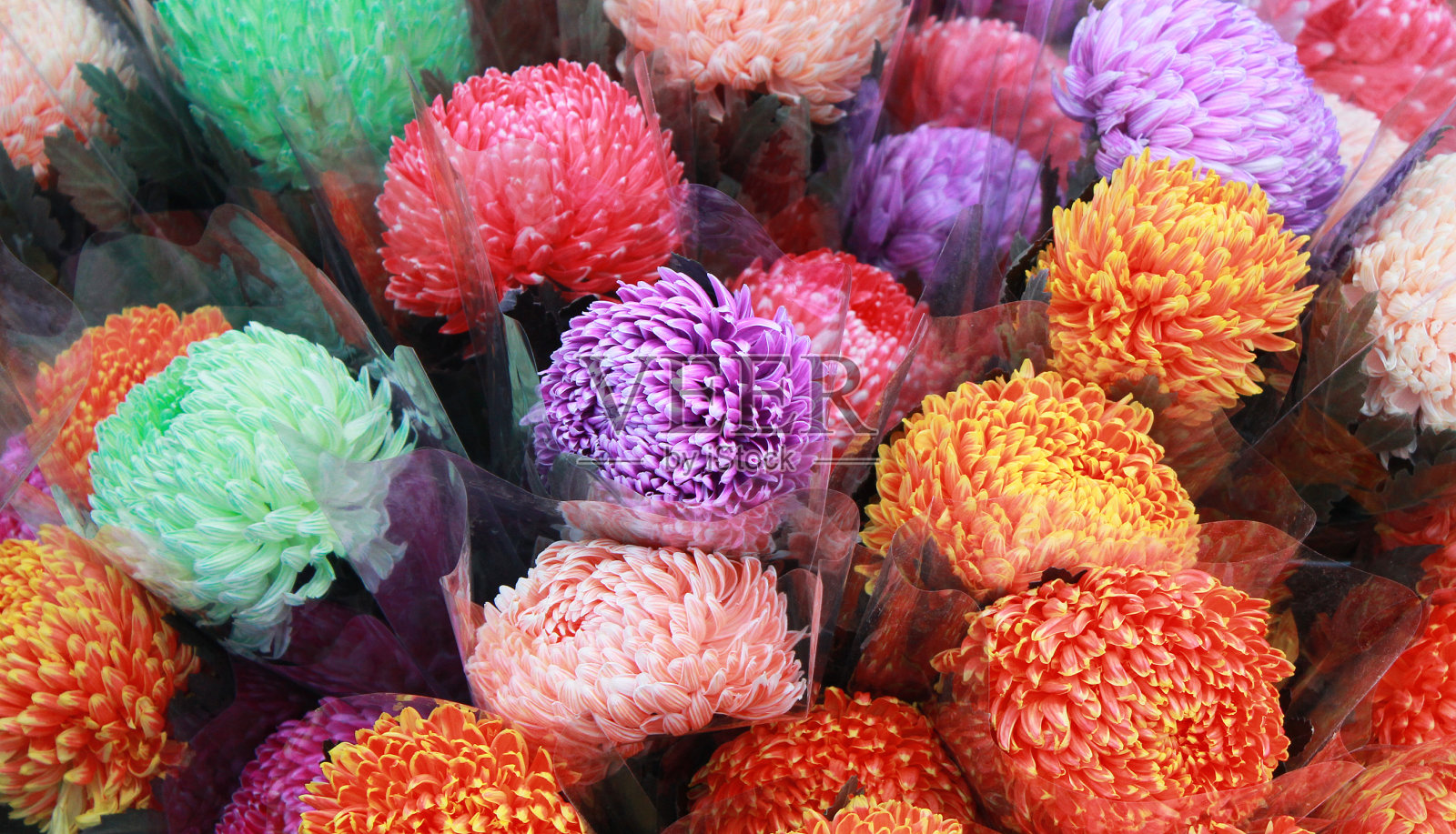 缤纷的菊花盛开在香港照片摄影图片