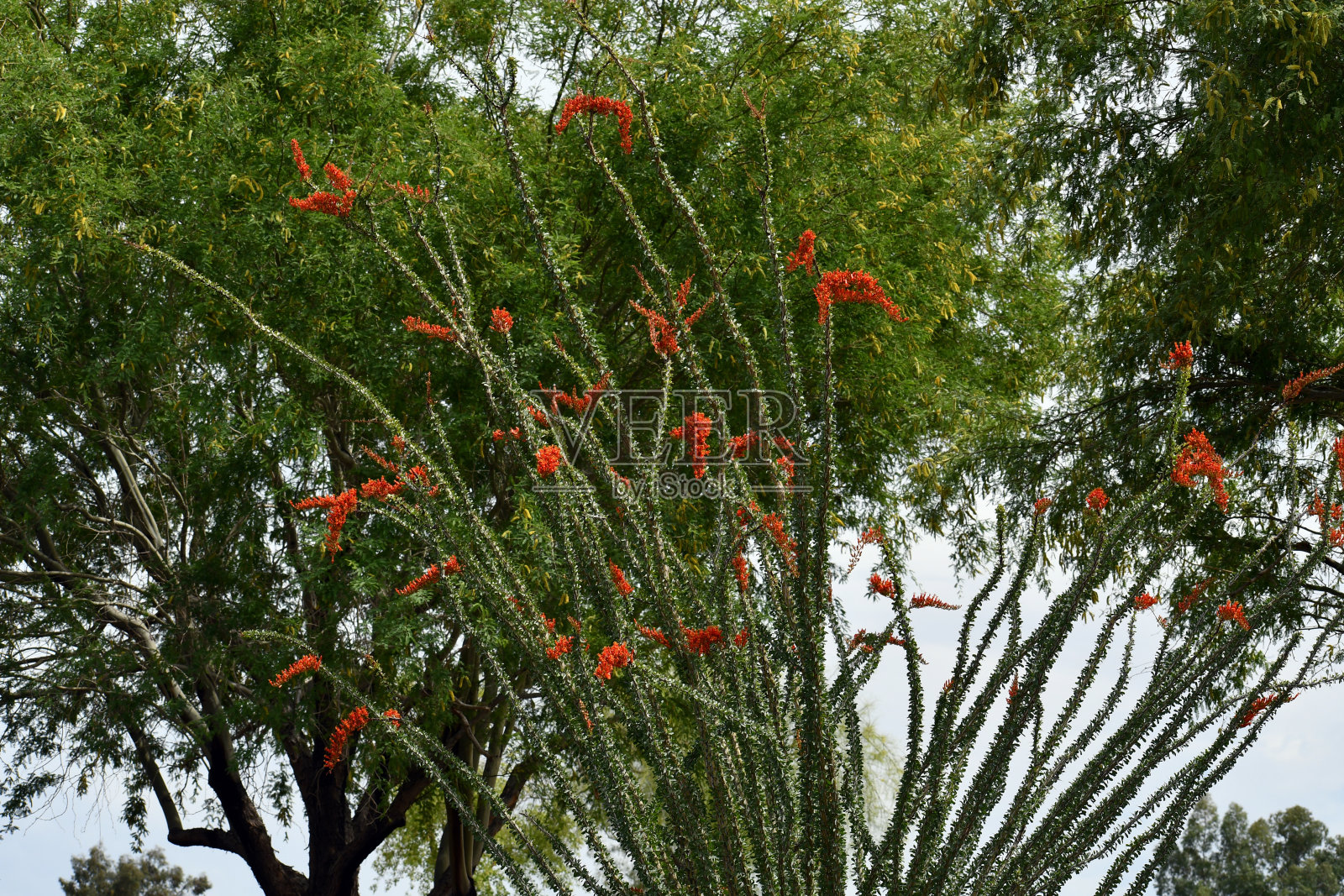 白天盛开的红花的特写镜头照片摄影图片