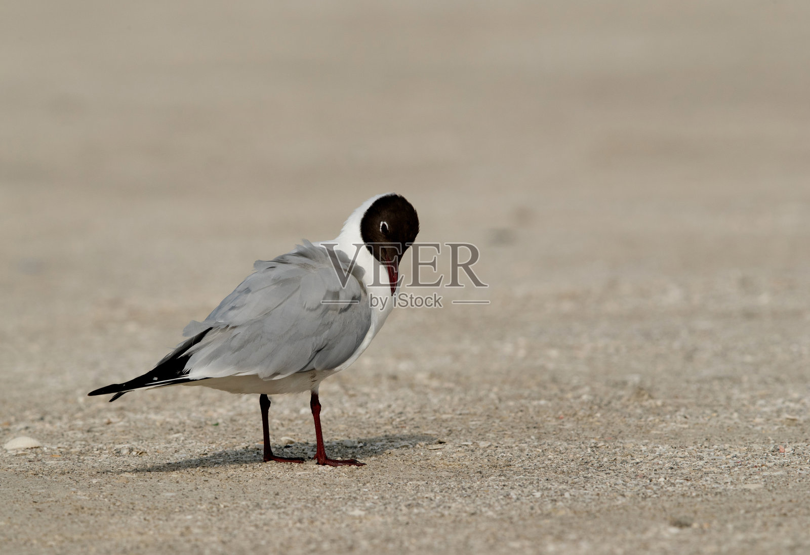 海鸥：中大型灰色或白色鸟类照片摄影图片