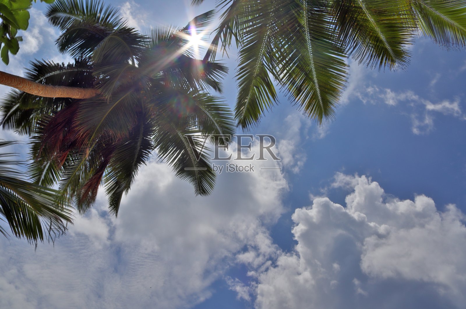 美丽的棕榈树在热带天堂岛屿塞舌尔的海滩上。照片摄影图片