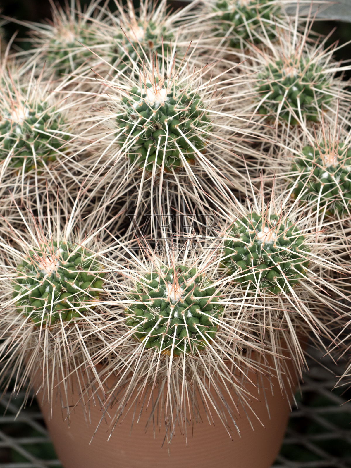 仙人掌Hakujumaru照片摄影图片