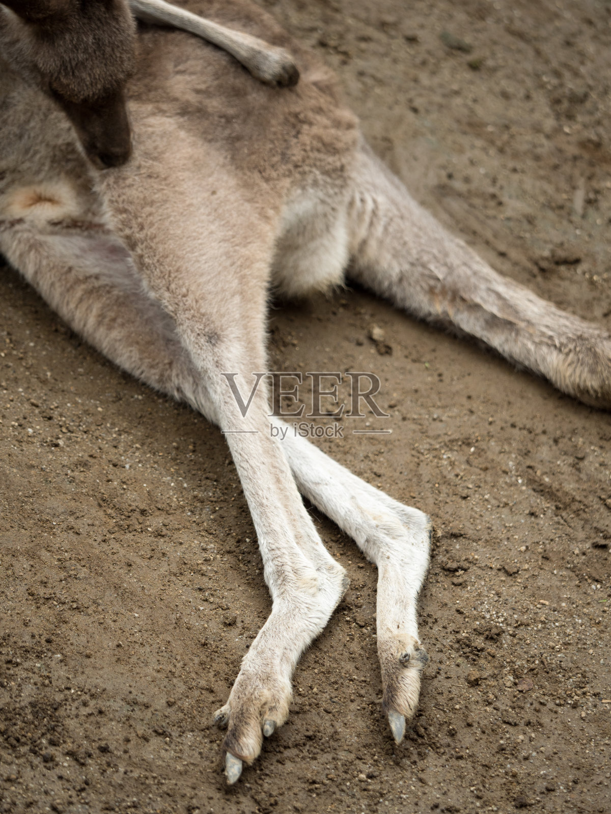 袋鼠梳理照片摄影图片