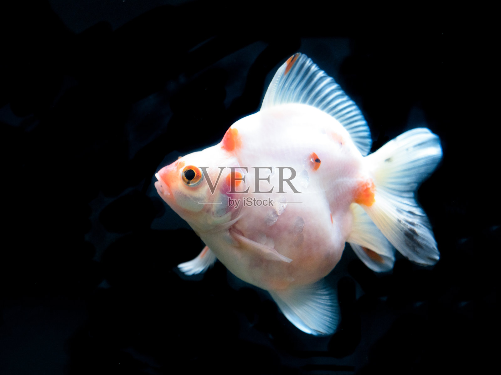 金鱼照片摄影图片