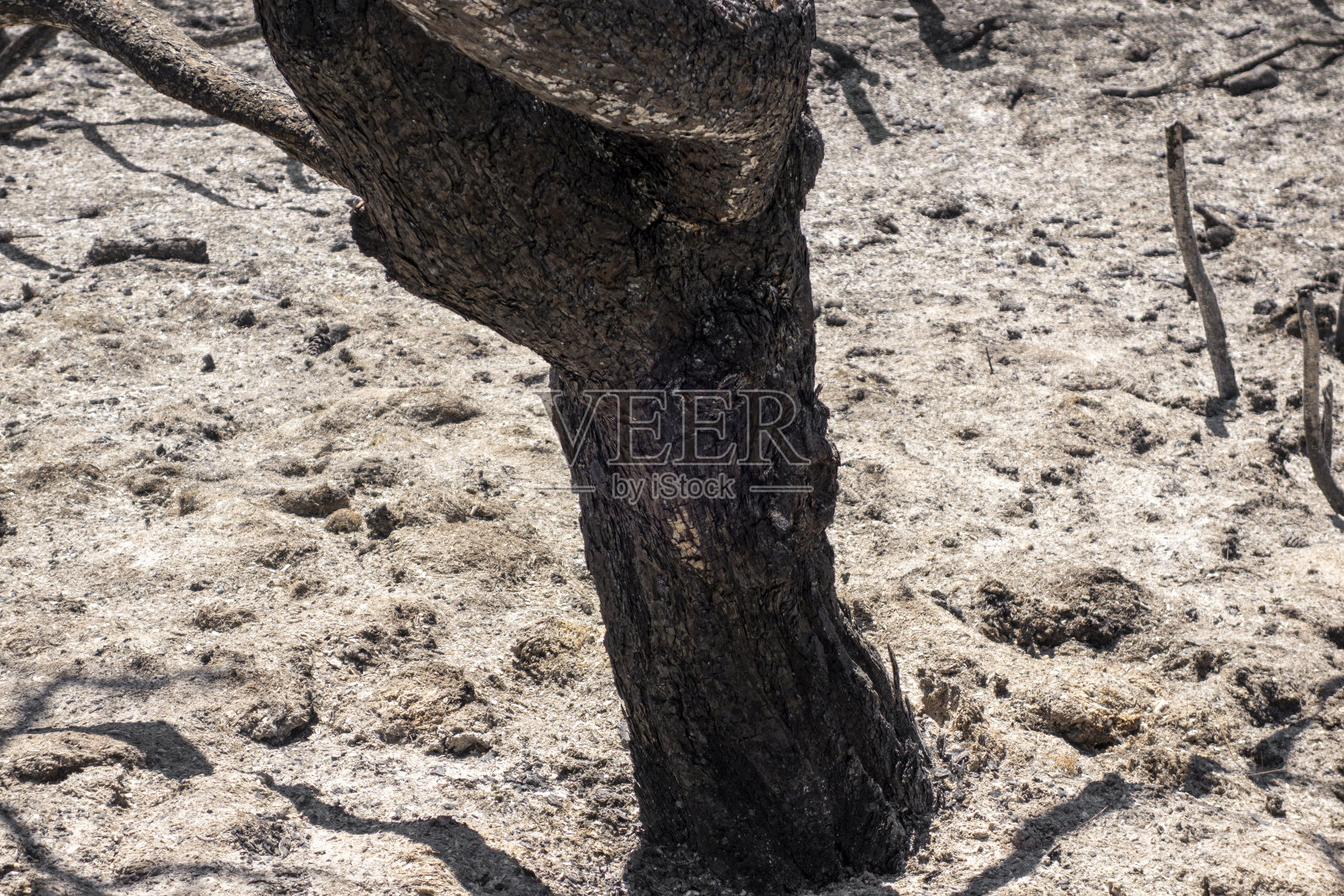 森林火灾后照片摄影图片