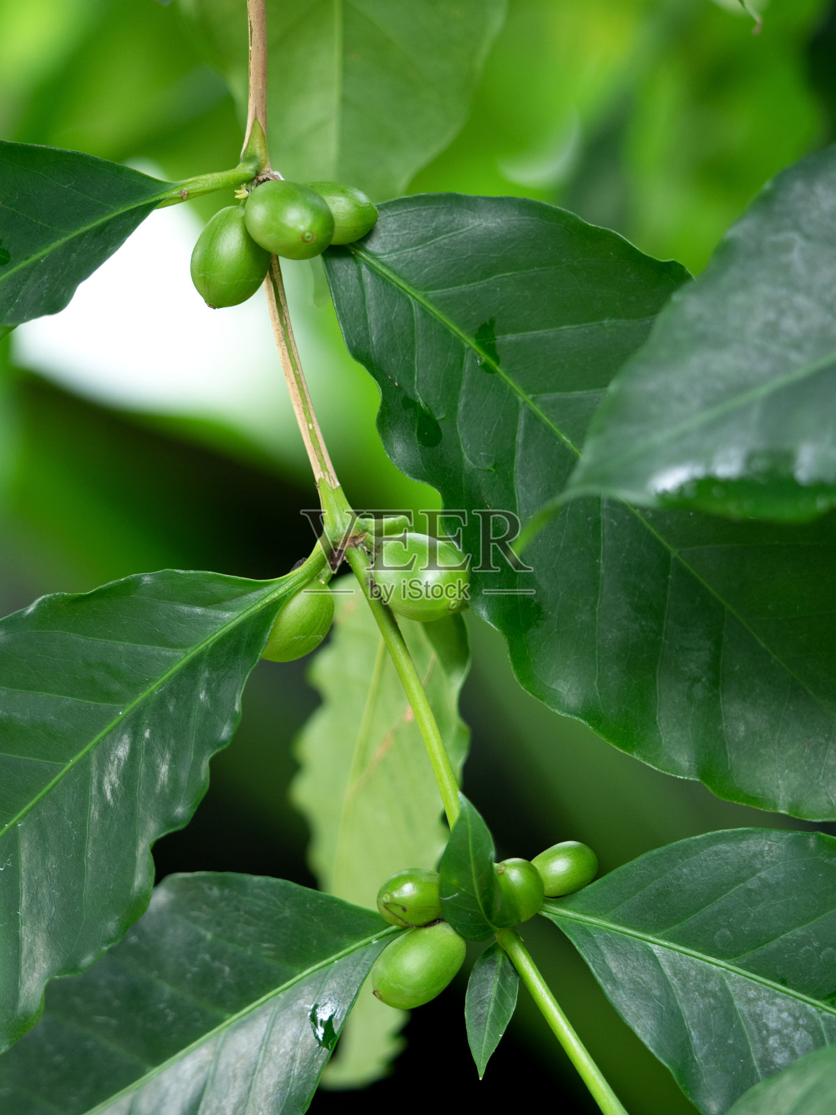 咖啡树照片摄影图片