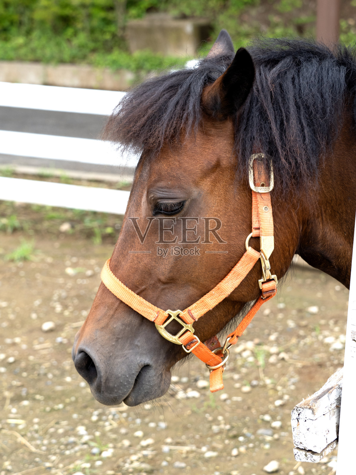 马小马照片摄影图片
