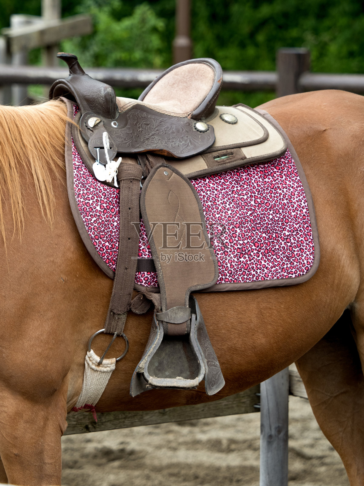 骑在小马驹上照片摄影图片