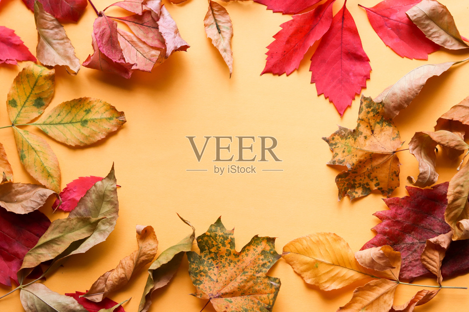 秋天的枯叶构图和五彩缤纷的文字空间照片摄影图片