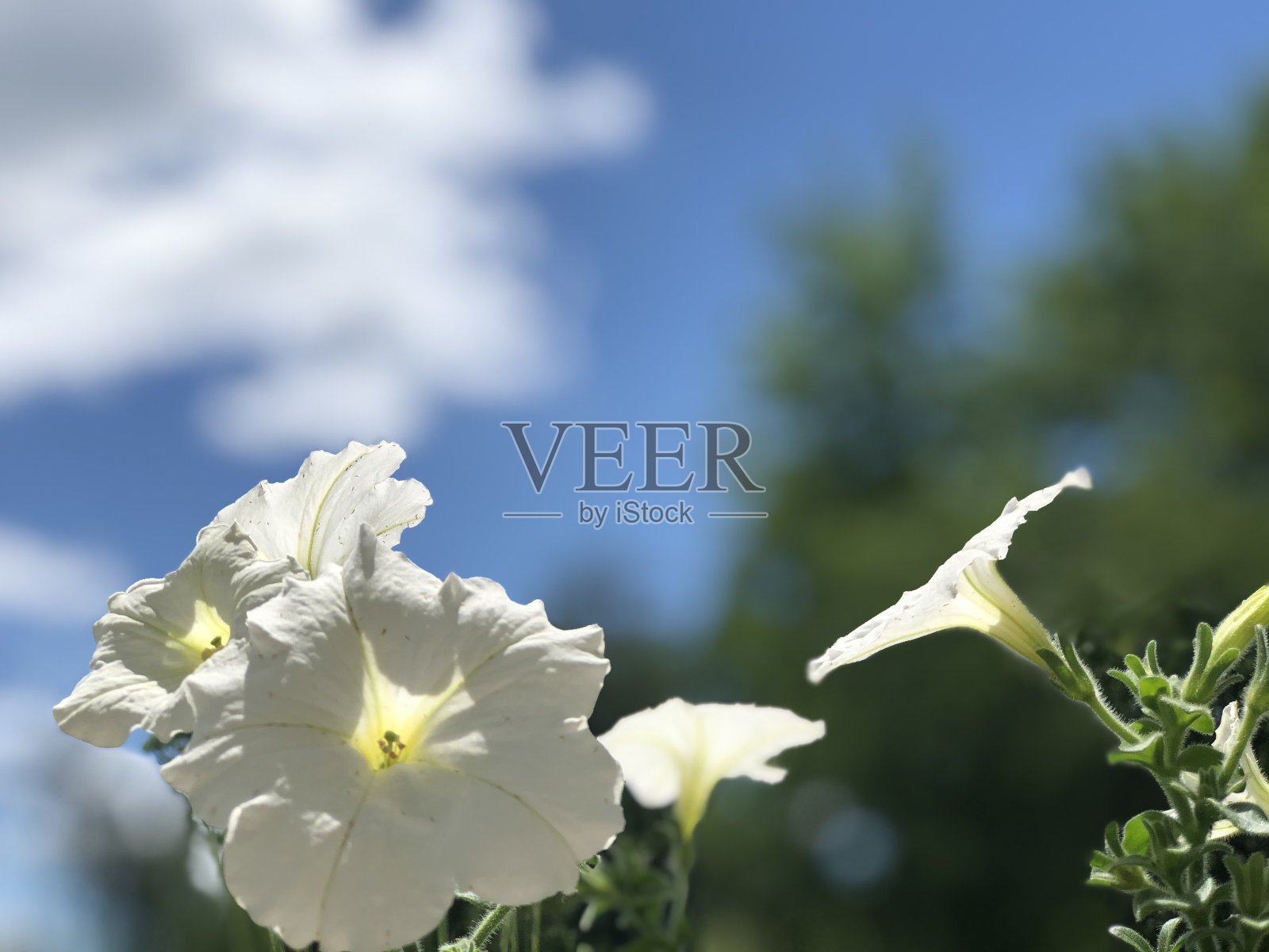 白色的花朵照片摄影图片