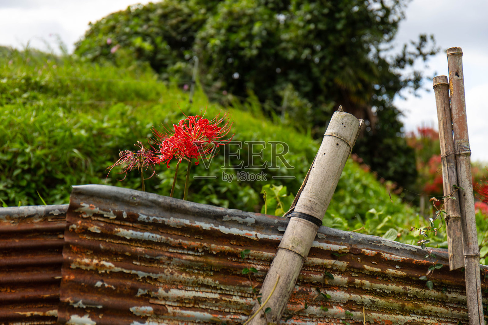 生锈的锡盘和蜘蛛百合照片摄影图片