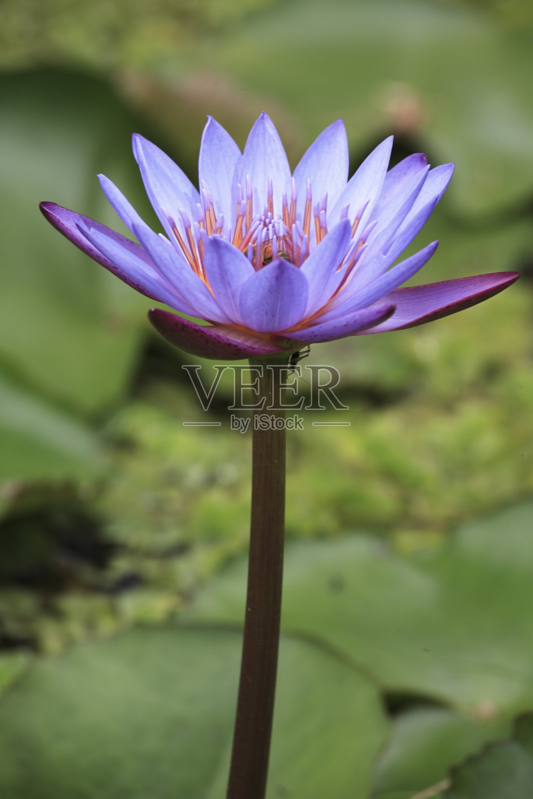 神圣的莲花照片摄影图片