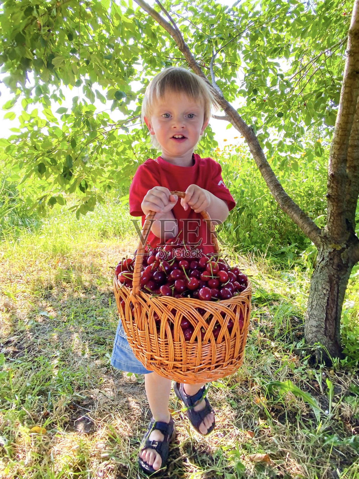 那个金发、皮肤白皙的孩子，在花园里提着一个大篮子，里面装着熟了的红樱桃。照片摄影图片