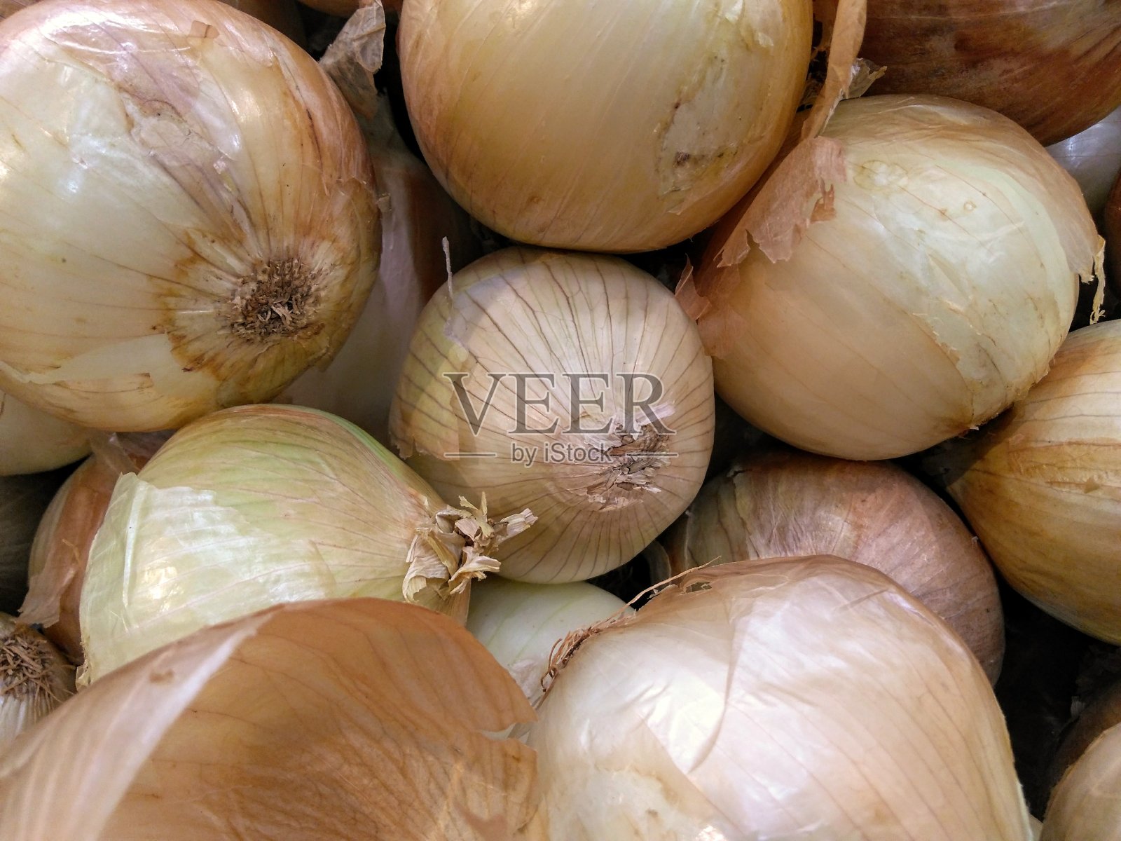 洋葱照片摄影图片