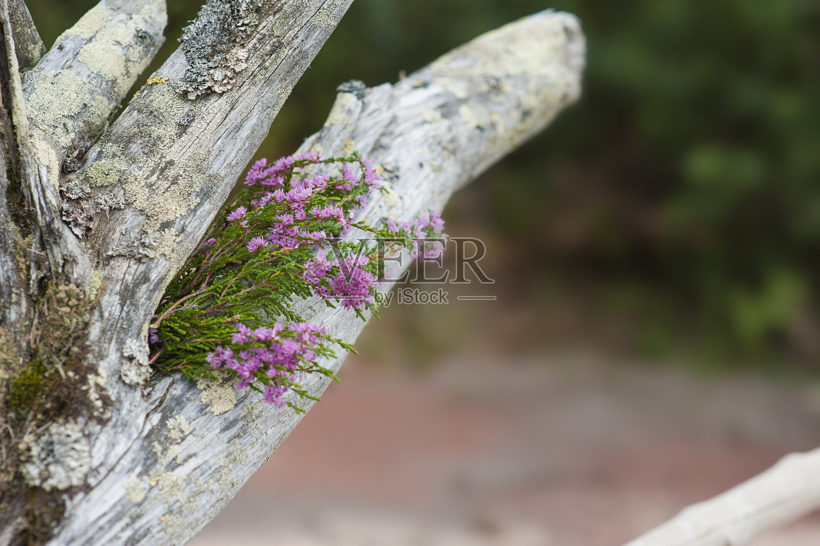 一束美丽的石南花在风化的干树干上照片摄影图片