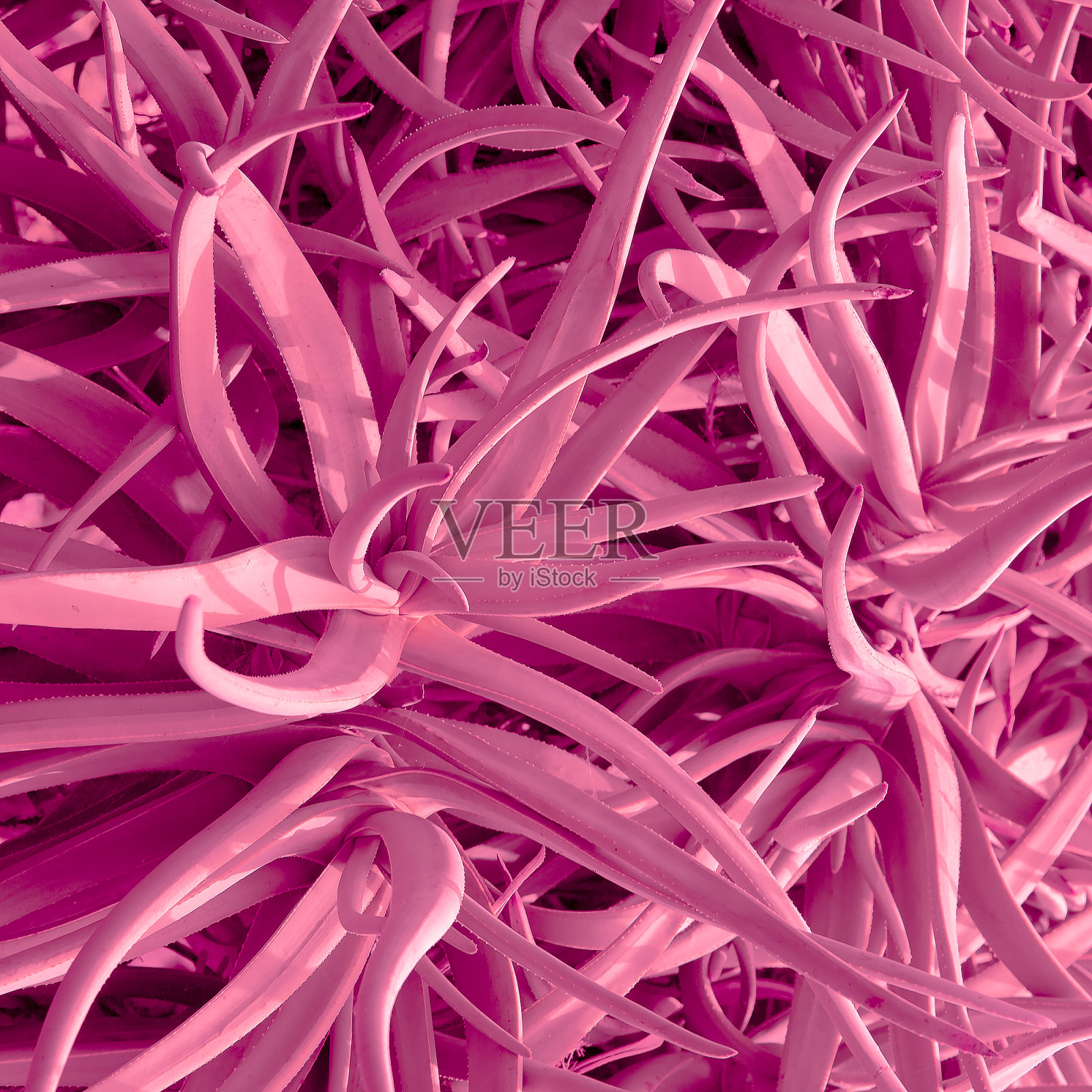 芦荟。粉红色的背景。时尚的颜色设计照片摄影图片