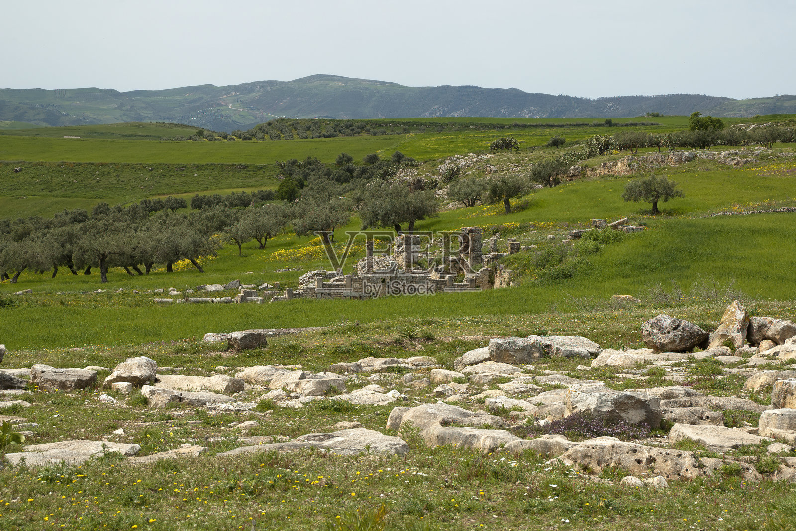 春天的废墟和橄榄树全景照片摄影图片