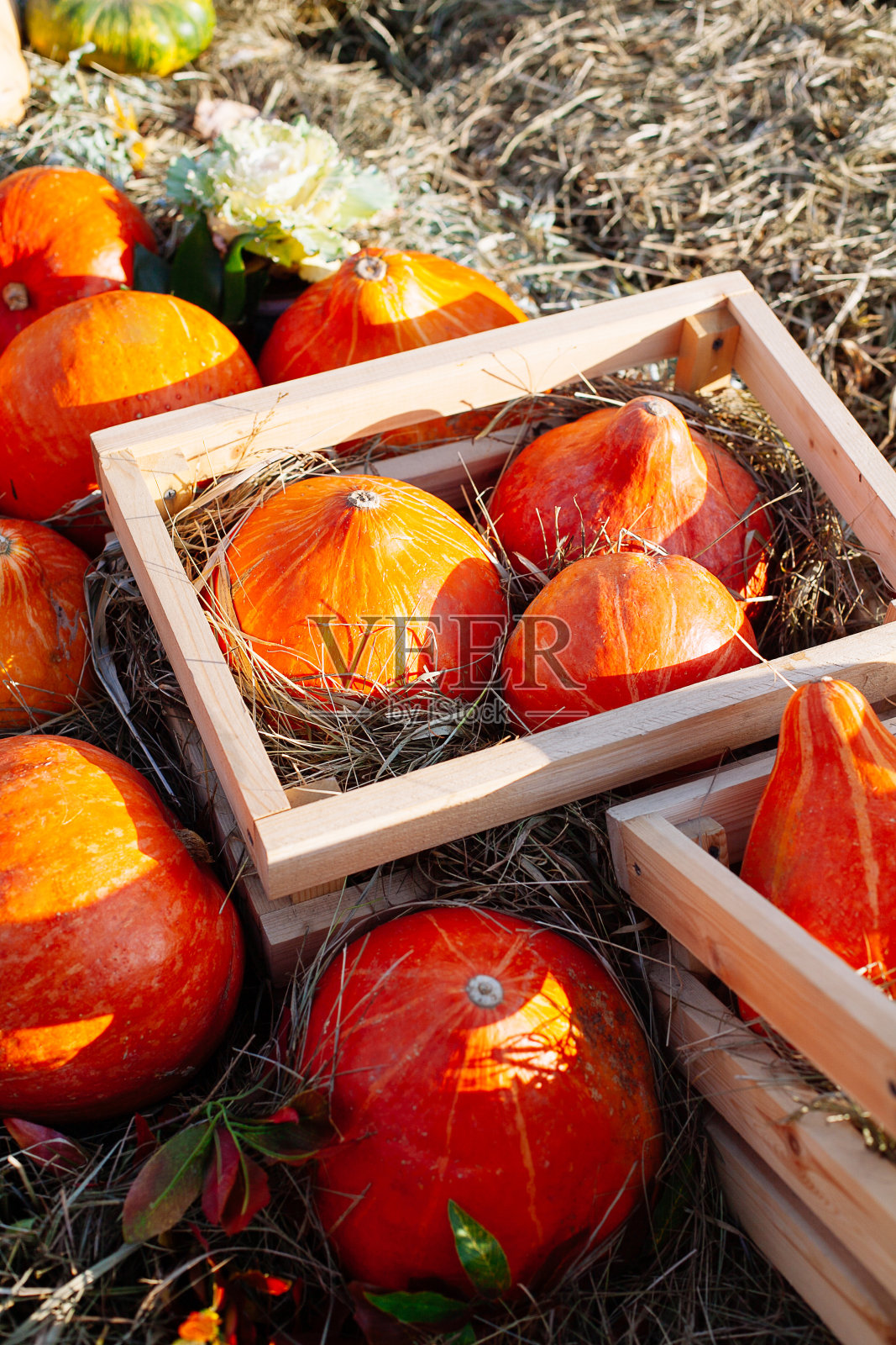 万圣节前夕市场上出售的一堆南瓜。照片摄影图片