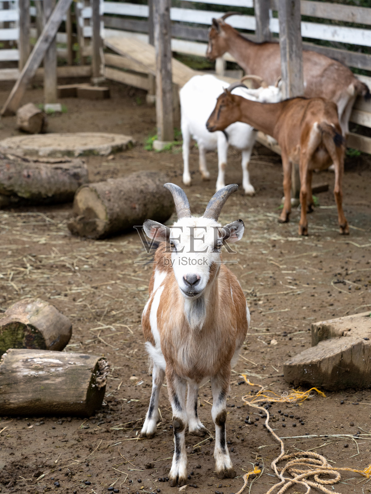 山羊照片摄影图片
