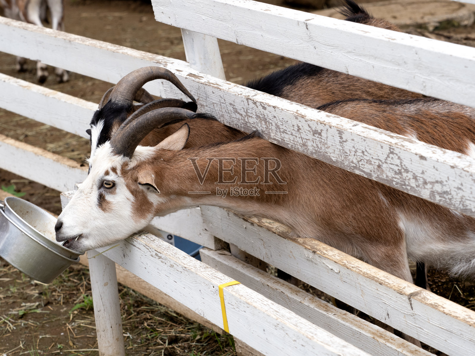 山羊照片摄影图片