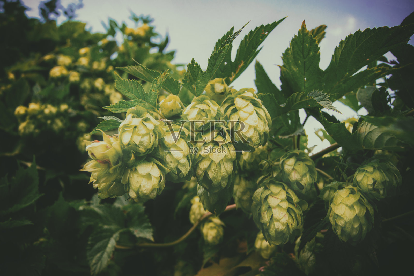 啤酒花球果为啤酒天然植物农业背景。照片摄影图片
