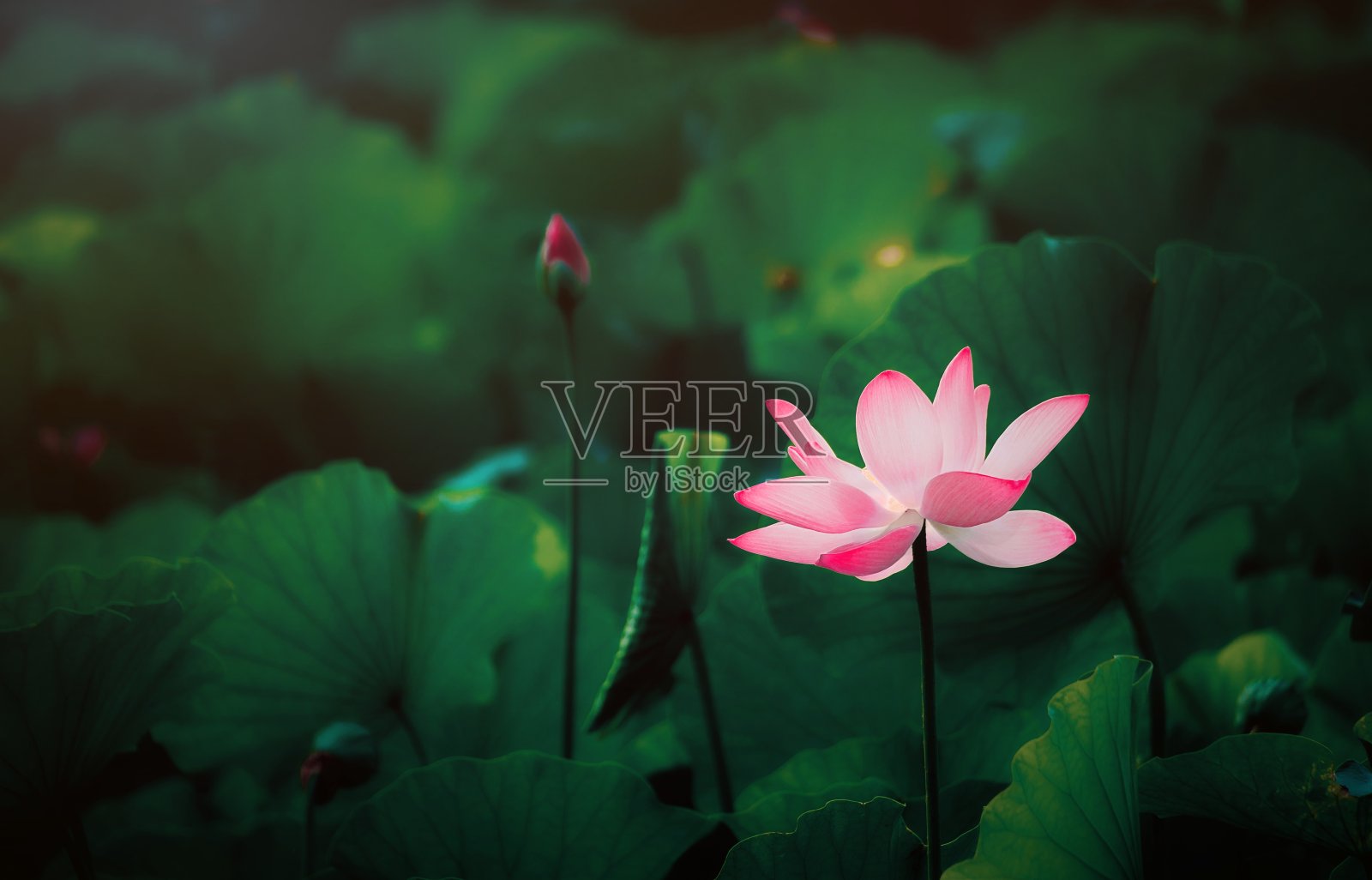 荷花的特写照片摄影图片