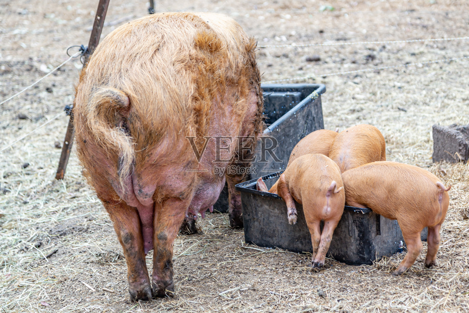小猪照片摄影图片