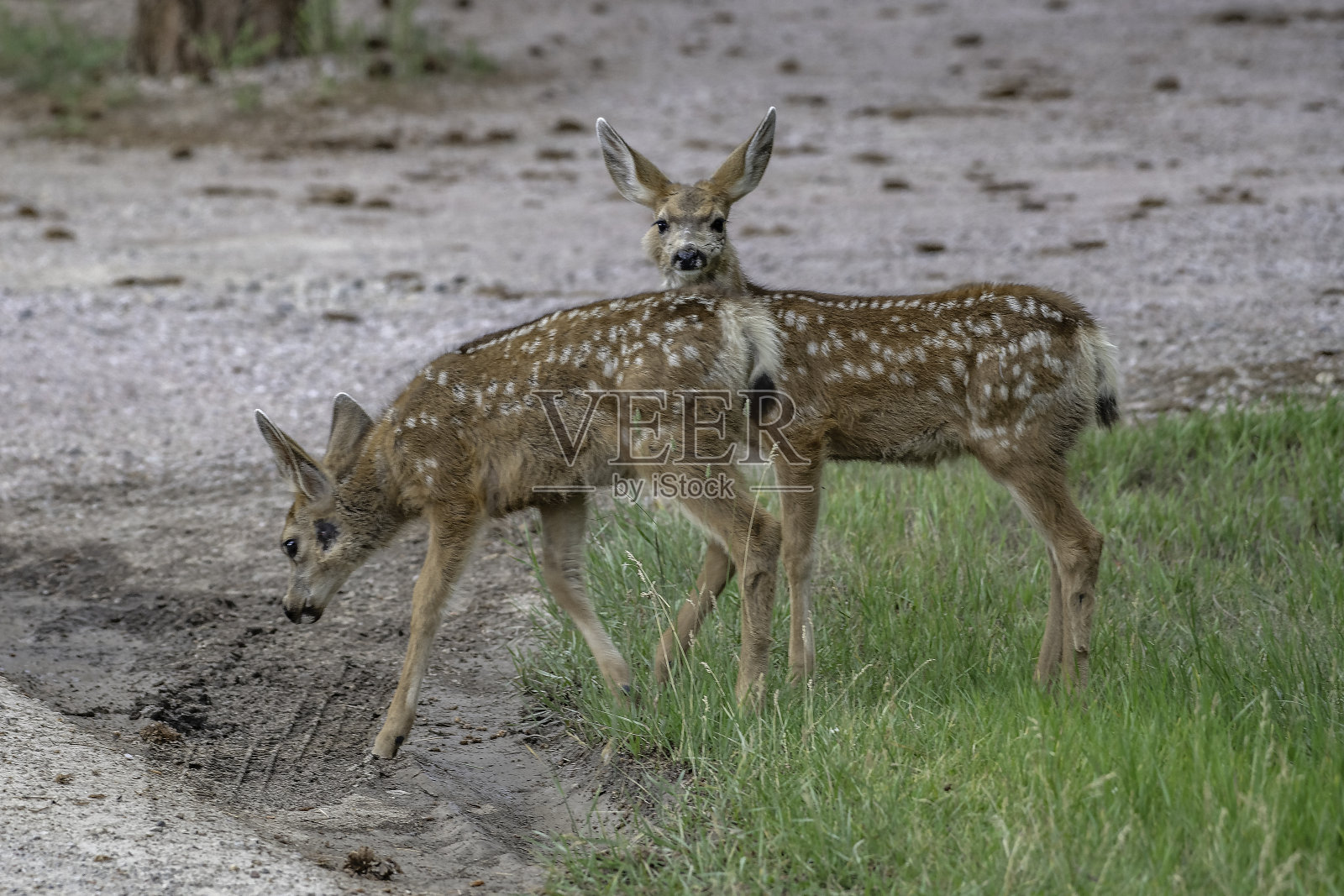 双胞胎幼鹿吃草照片摄影图片