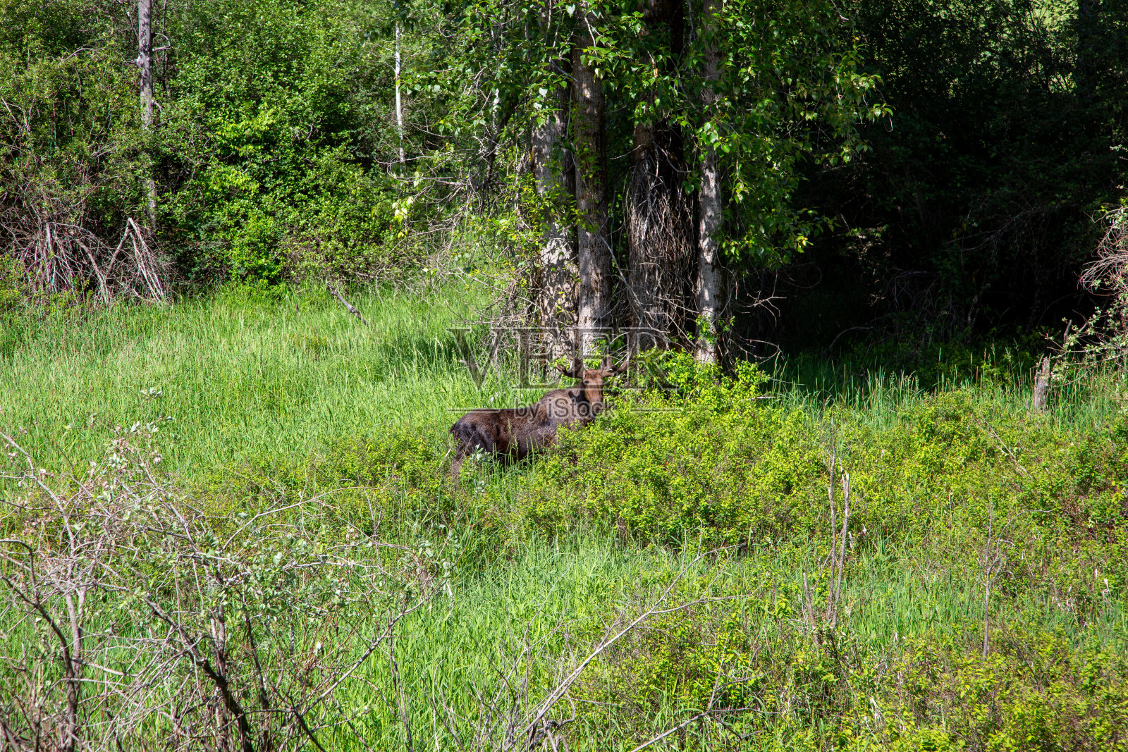 森林中的麋鹿照片摄影图片