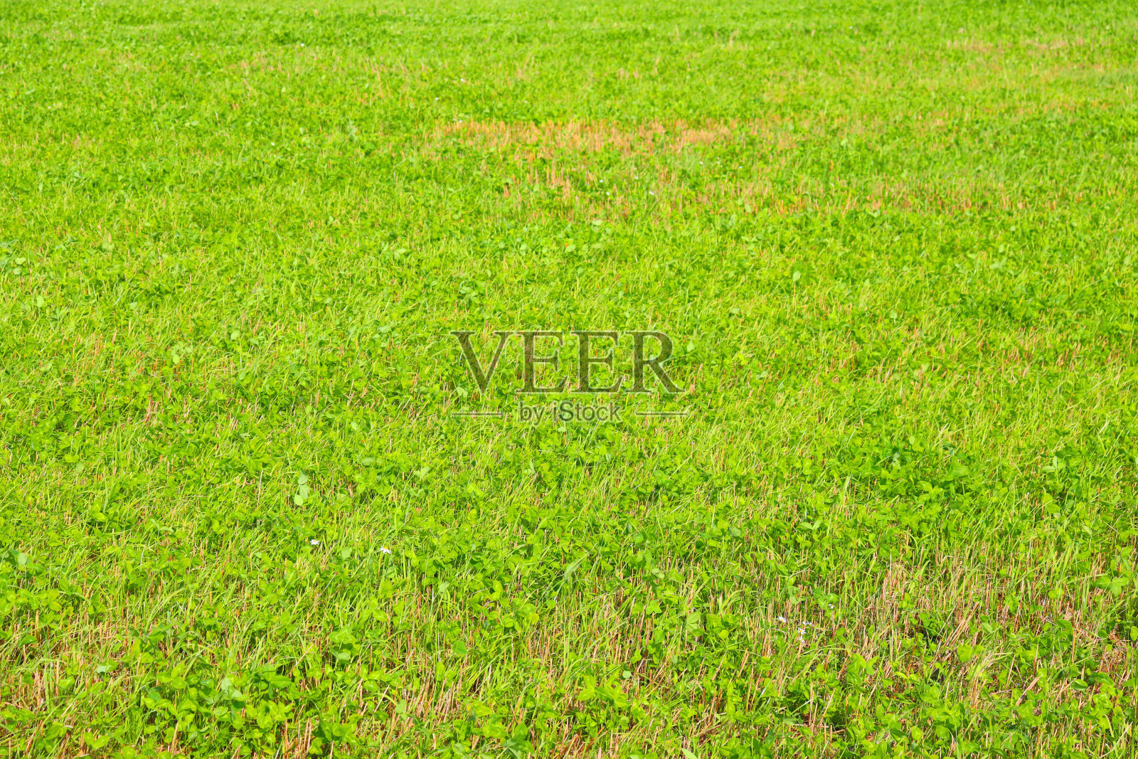 绿地照片摄影图片