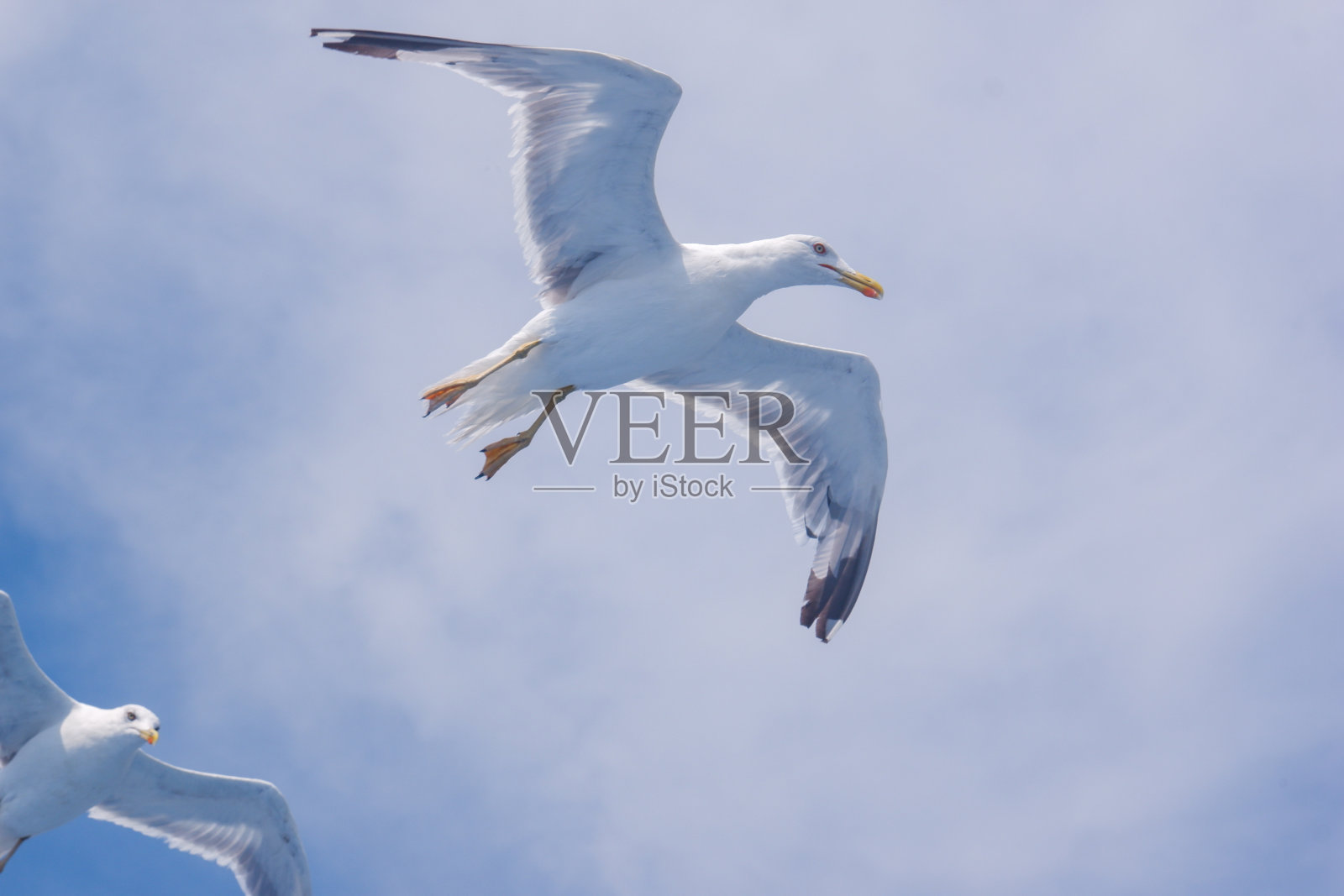 海鸥飞行。照片摄影图片