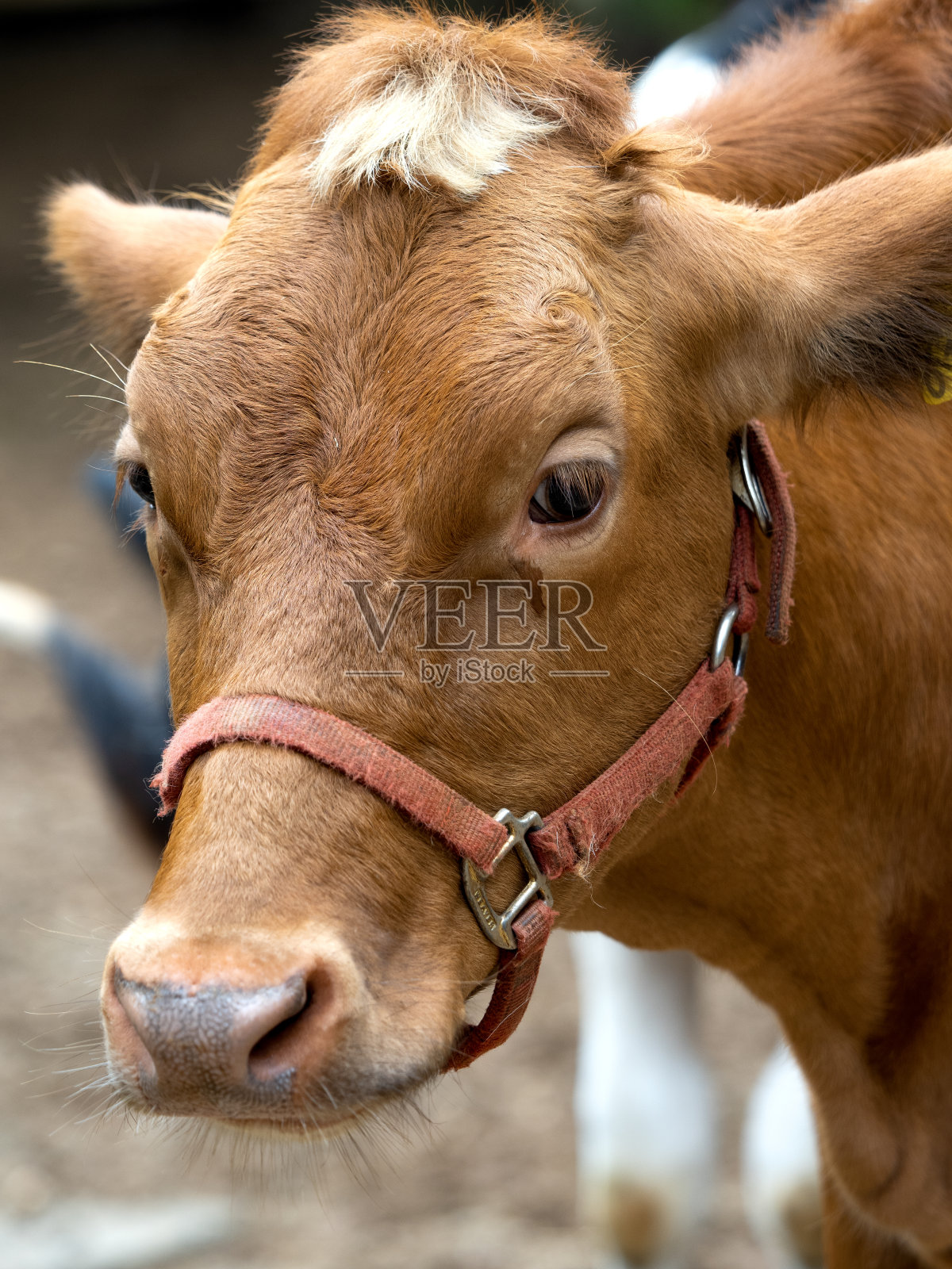 一头名叫甘地的奶牛照片摄影图片