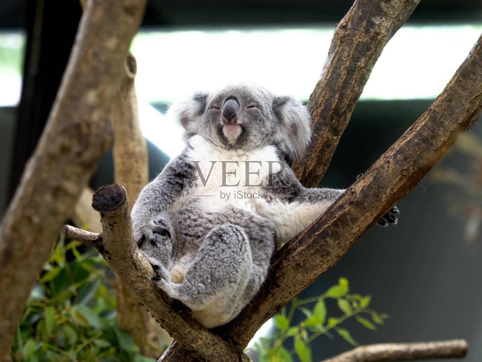 考拉照片摄影图片