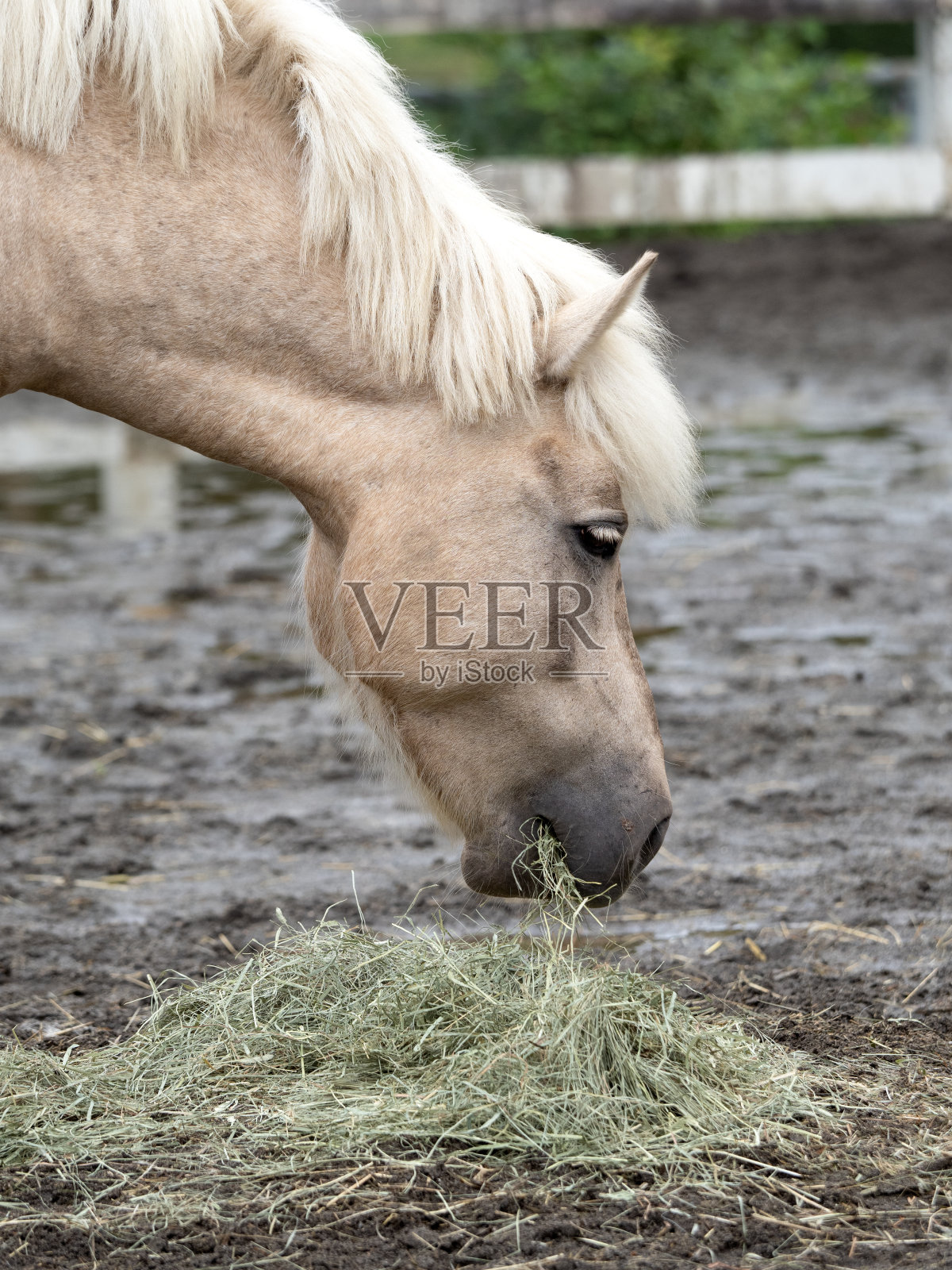 马小马照片摄影图片