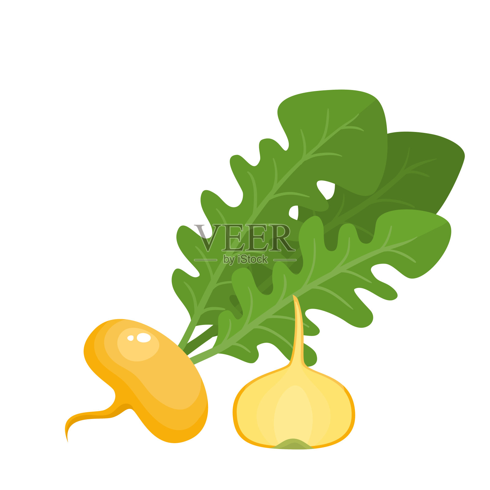 明亮的矢量插图彩色不同的萝卜孤立在白色设计元素图片