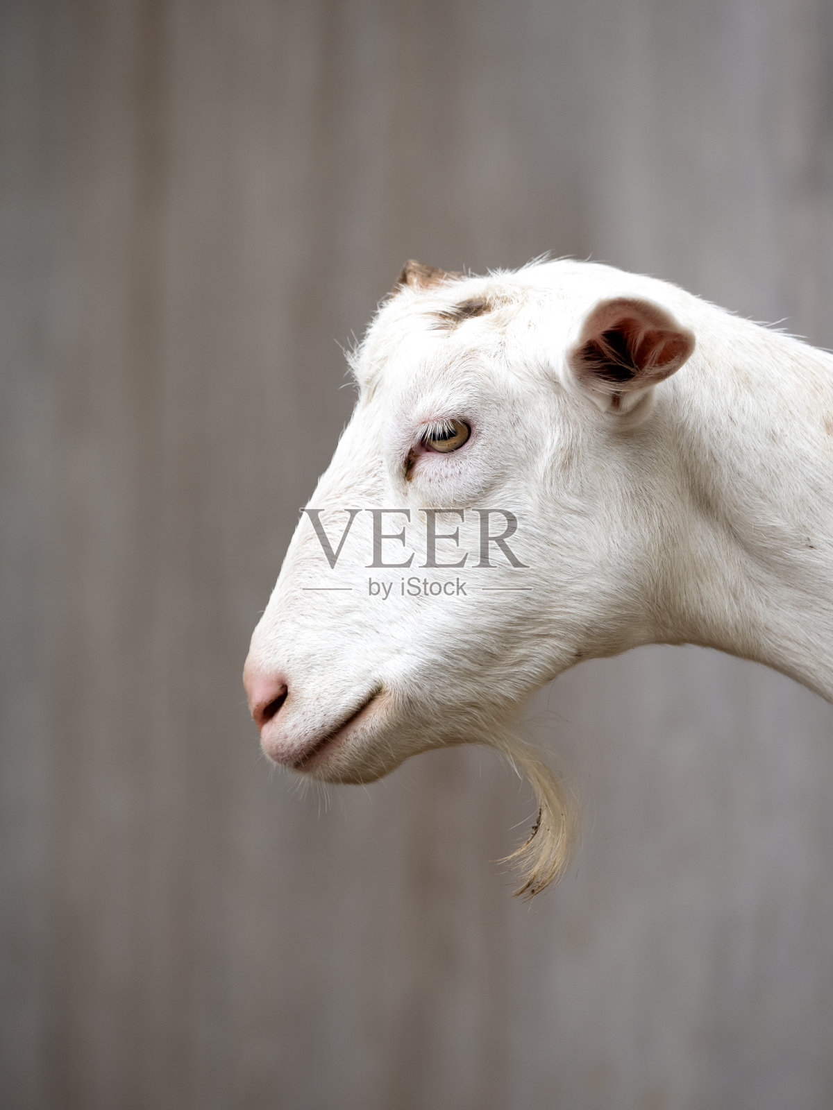 山羊照片摄影图片