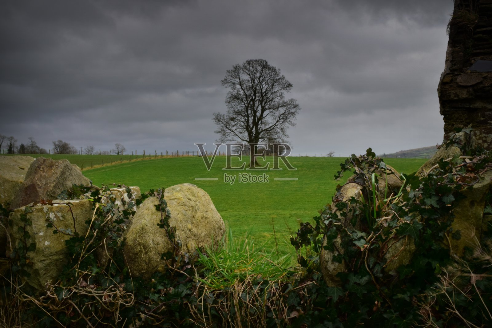 一棵孤零零的山毛榉树照片摄影图片