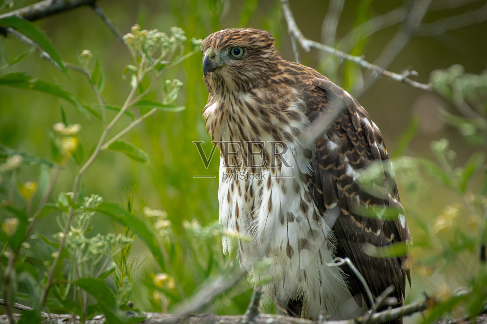 库珀的鹰栖息在森林里照片摄影图片