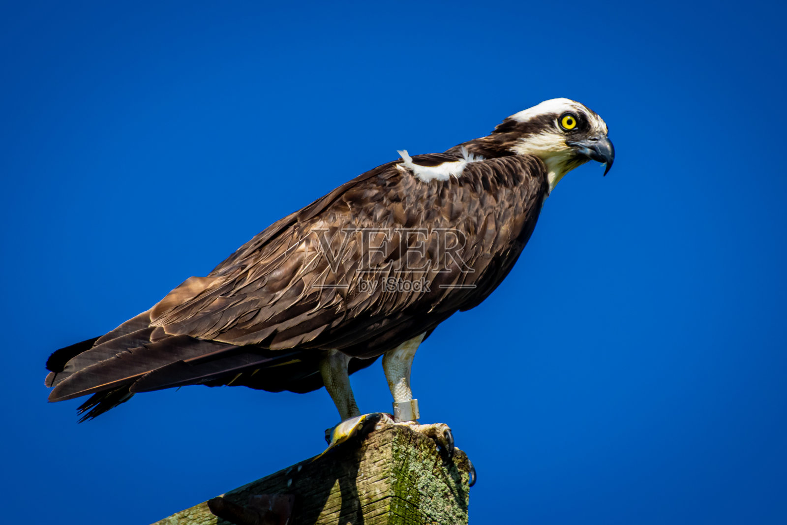 鱼鹰栖息在树枝上照片摄影图片