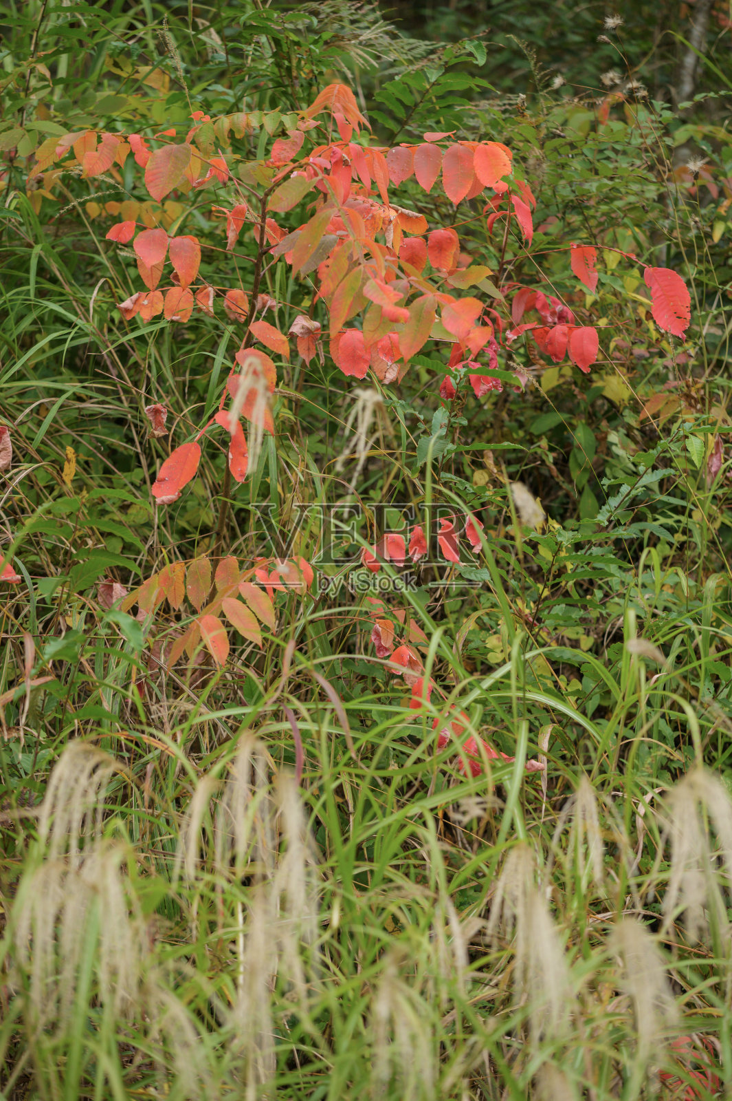 秋天的落叶照片摄影图片