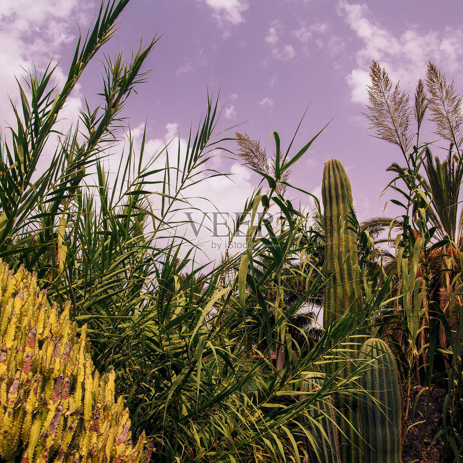 仙人掌。大自然。植物的情人的概念。西班牙照片摄影图片