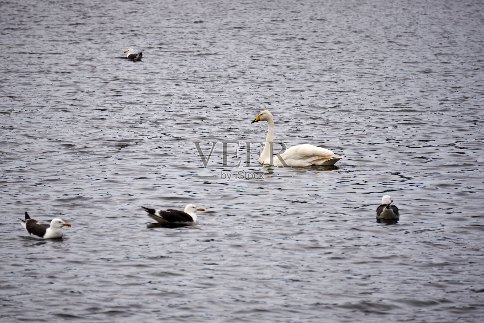 美丽的大天鹅和小黑背鸥在冰岛首都雷克雅未克的乔宁湖中游泳照片摄影图片