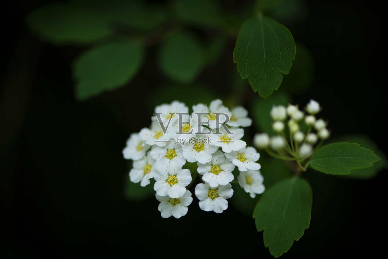 花和叶照片摄影图片