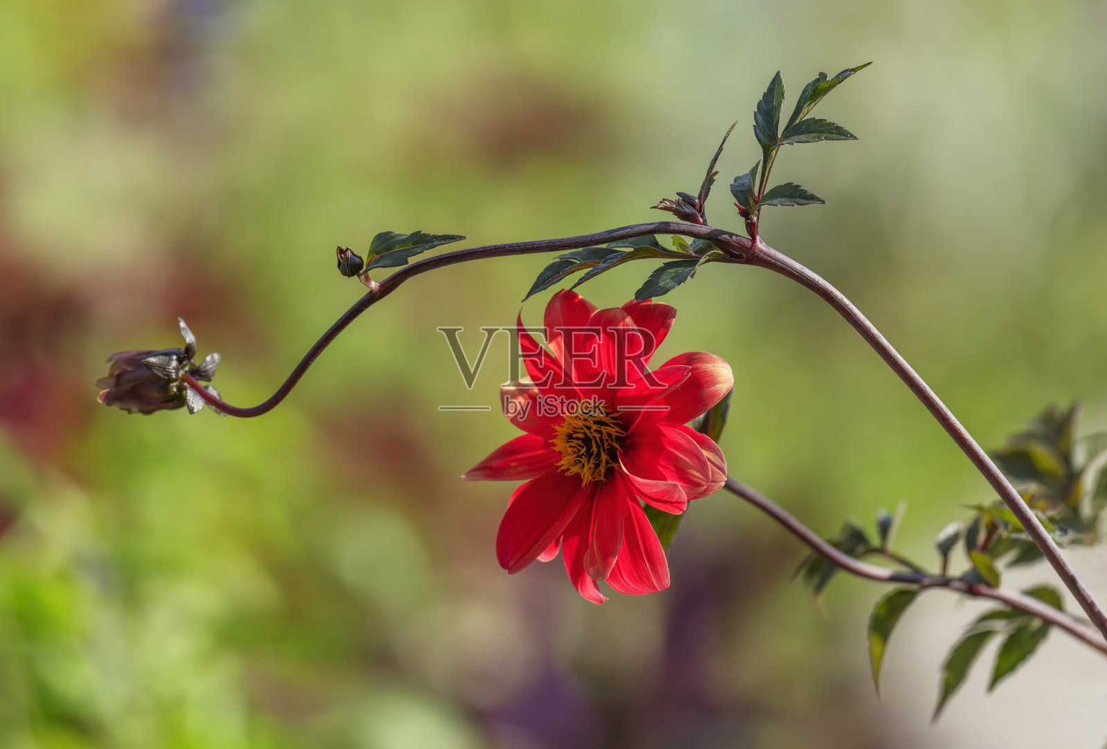 花和叶照片摄影图片