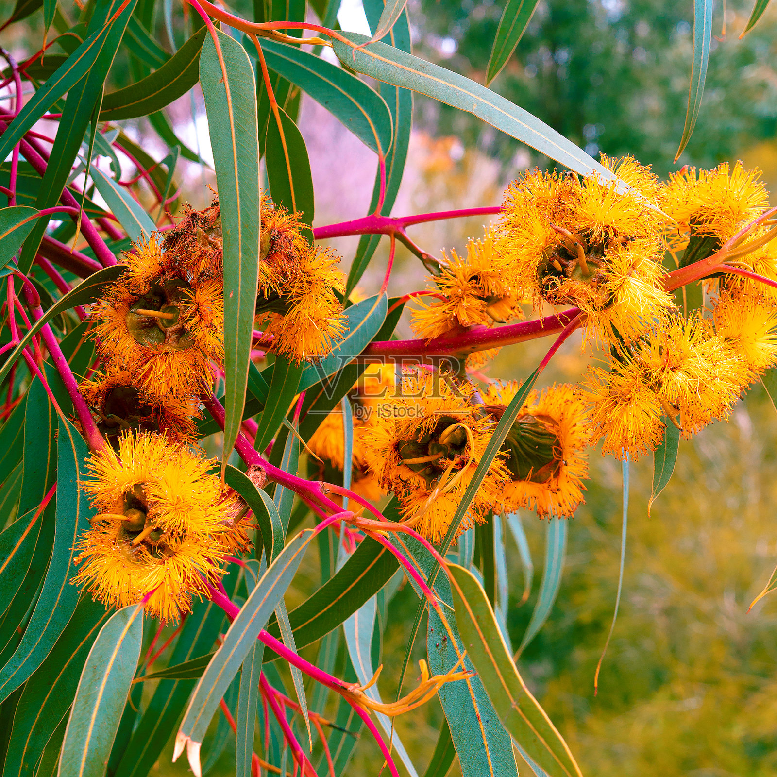 植物的爱人。热爱大自然的人的概念照片摄影图片